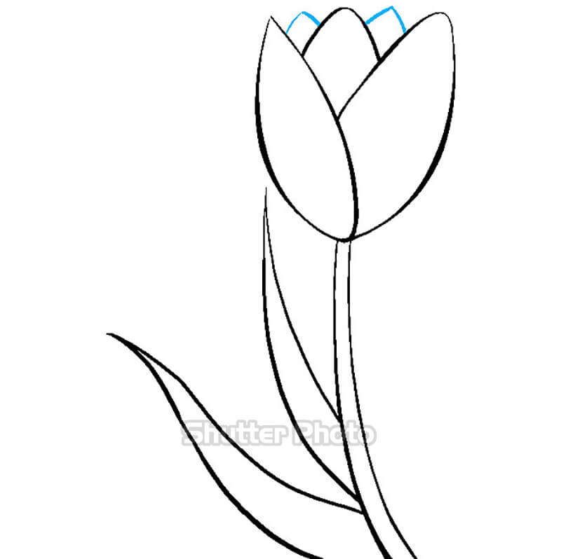 50 Tranh tô màu hoa tulip xin tươi nhất dễ tải dễ in Update 2022 44