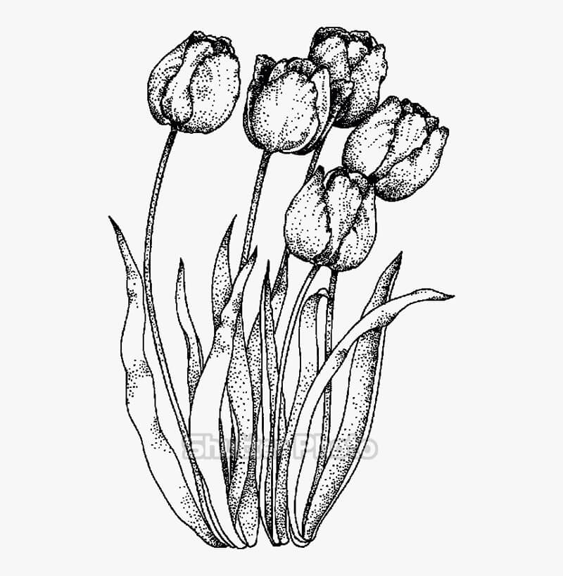 50 Tranh tô màu hoa tulip xin tươi nhất dễ tải dễ in Update 2022 45