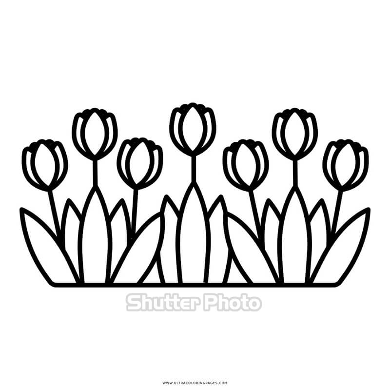 50 Tranh tô màu hoa tulip xin tươi nhất dễ tải dễ in Update 2022 46