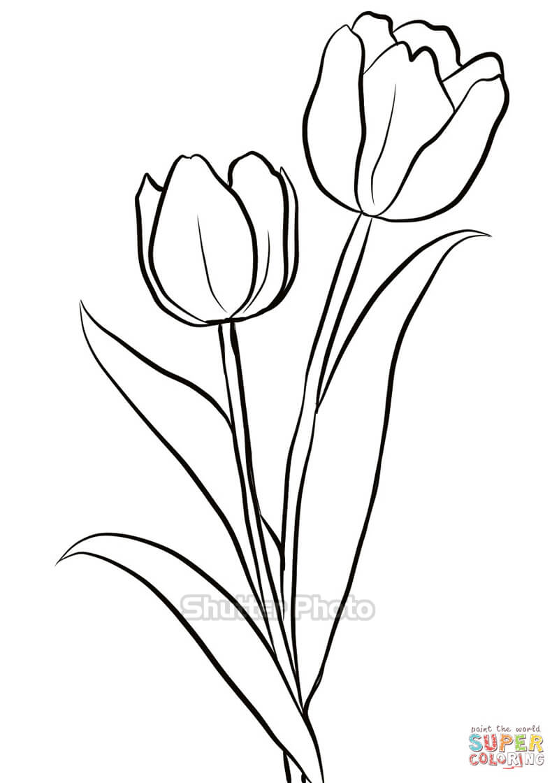50 Tranh tô màu hoa tulip xin tươi nhất dễ tải dễ in Update 2022 49