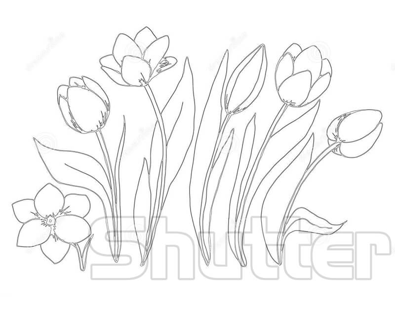50 Tranh tô màu hoa tulip xin tươi nhất dễ tải dễ in Update 2022 5