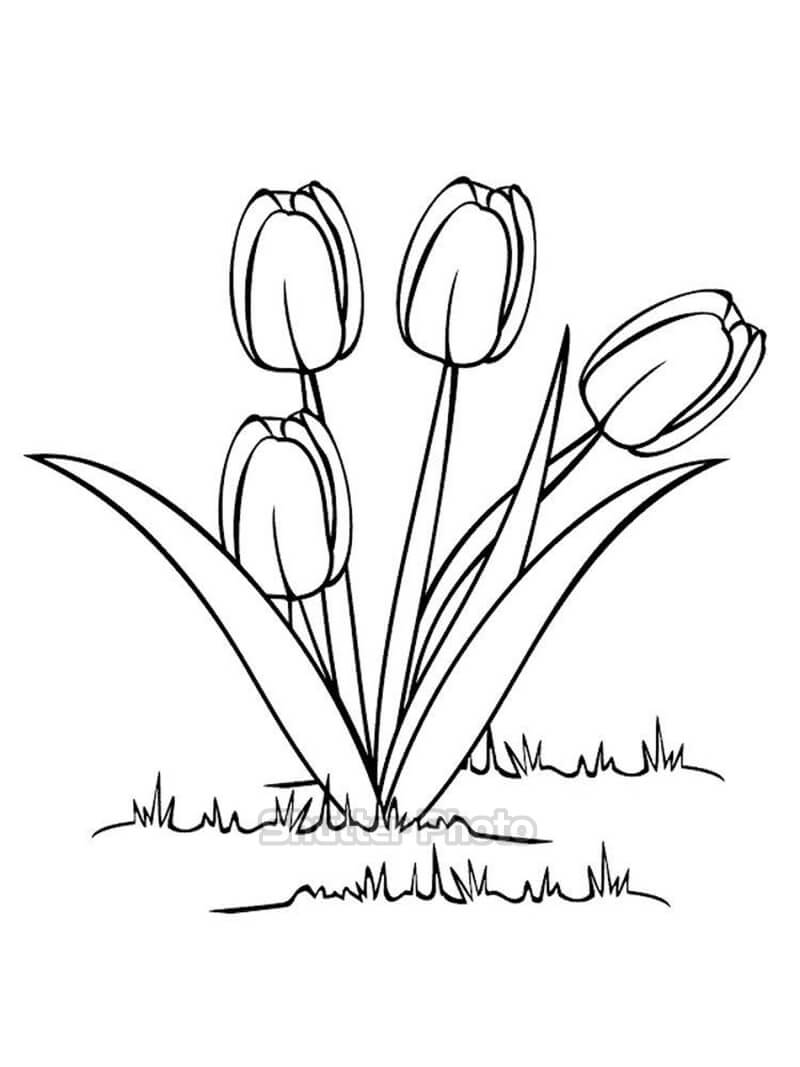 Vẽ hoa Tulip Uất kim hương thật đơn giản  Tulip drawing Flower drawing  Poppy flower drawing