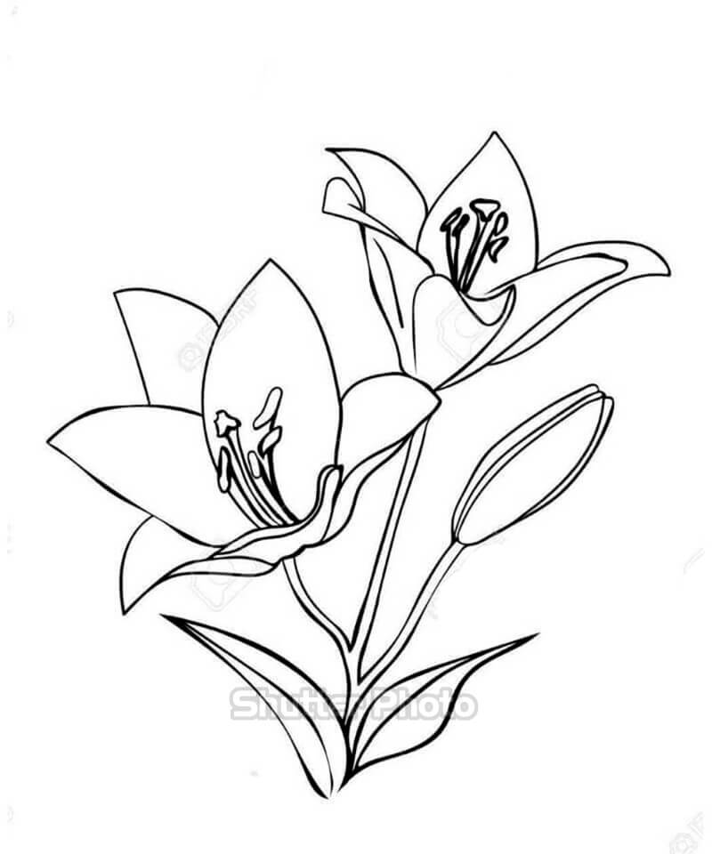 Chia Sẻ Hơn 75 Vẽ Hoa Ly Đơn Giản Tuyệt Vời Nhất - Thtantai2.Edu.Vn