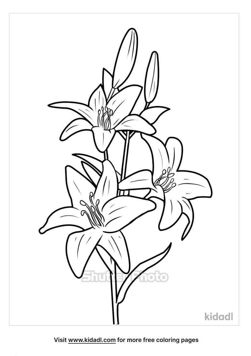 Chia Sẻ Hơn 75 Vẽ Hoa Ly Đơn Giản Tuyệt Vời Nhất - Thtantai2.Edu.Vn