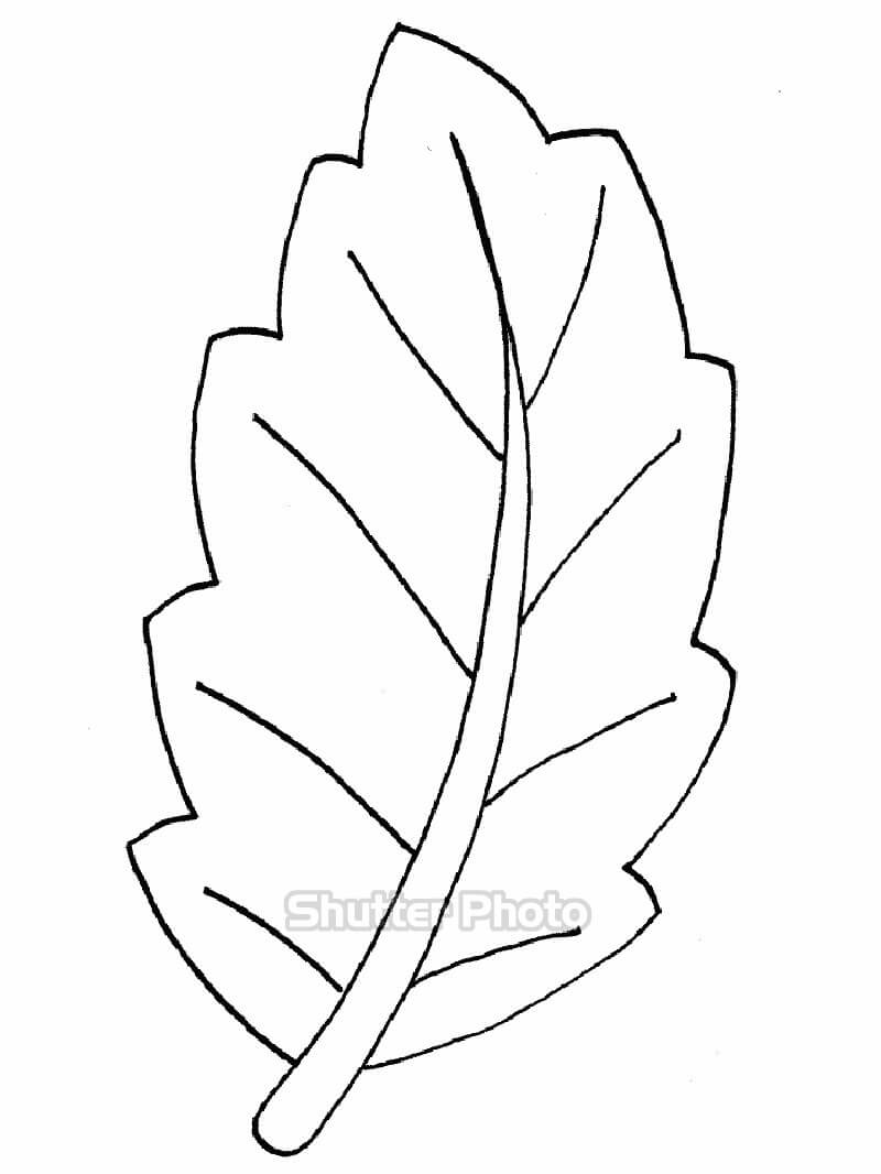 Hướng dẫn cách vẽ chiếc lá cây đơn giản với 6 bước cơ bản
