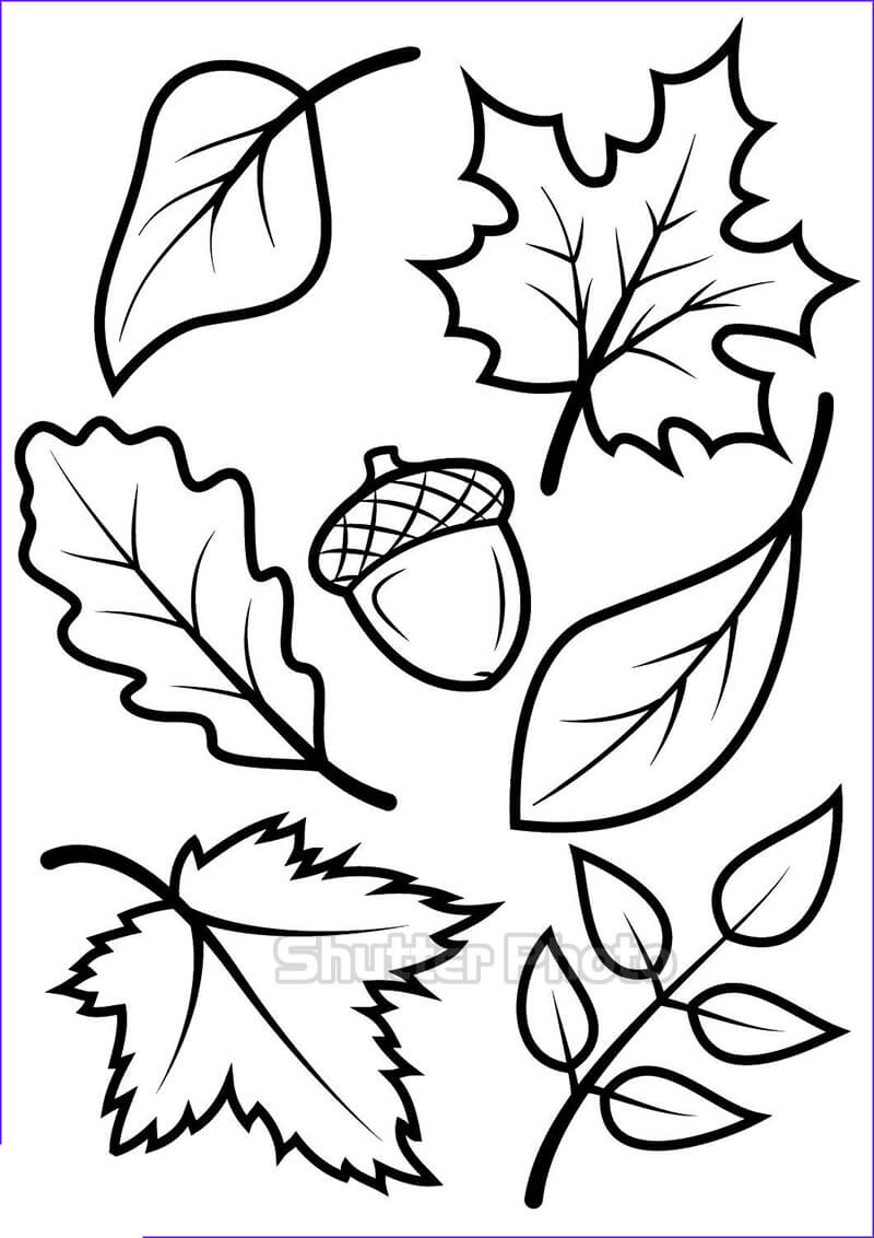 View more than 48 photos of simple leaf drawings - daotaonec