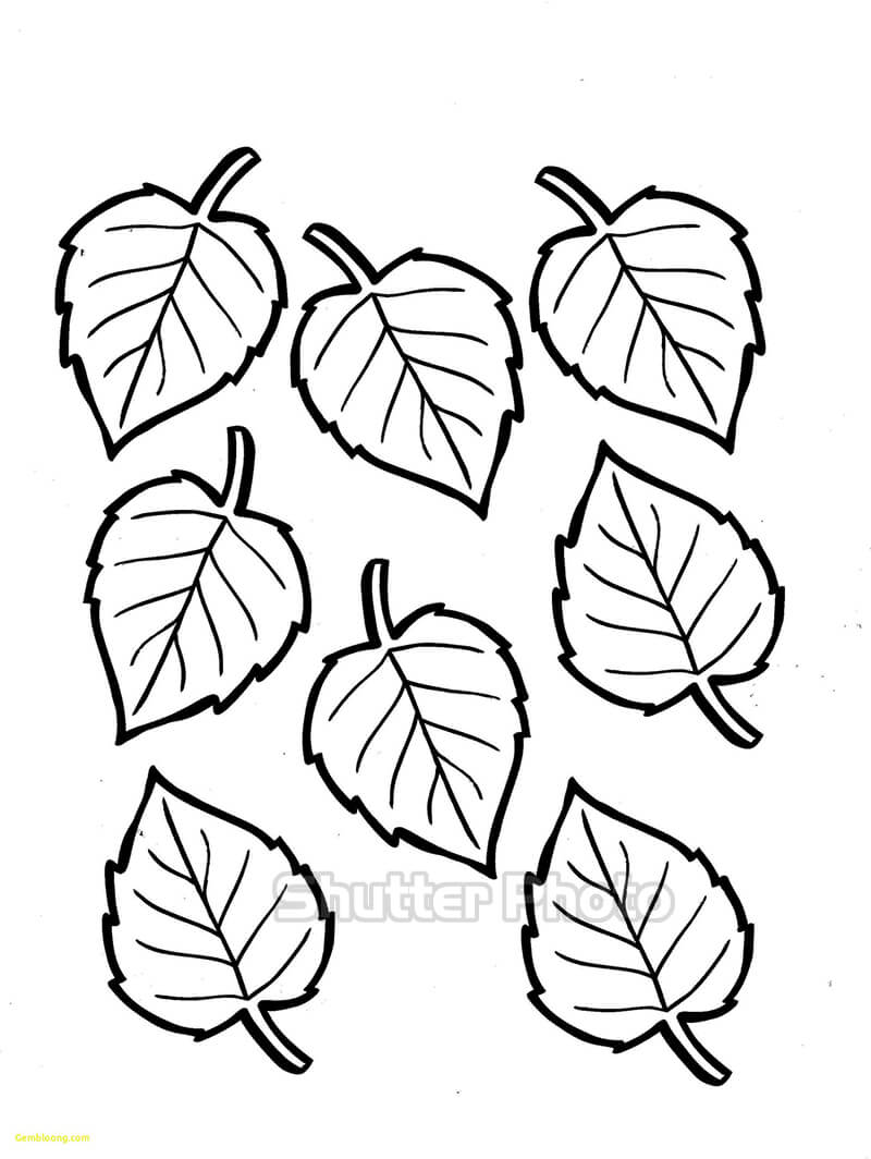Hướng dẫn cách vẽ chiếc lá cây đơn giản với 6 bước cơ bản