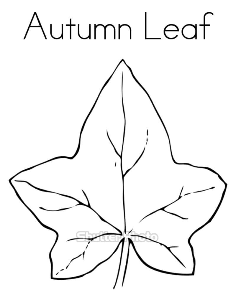 Tổng hợp 51 về tô màu chiếc lá hay nhất  Du học Akina