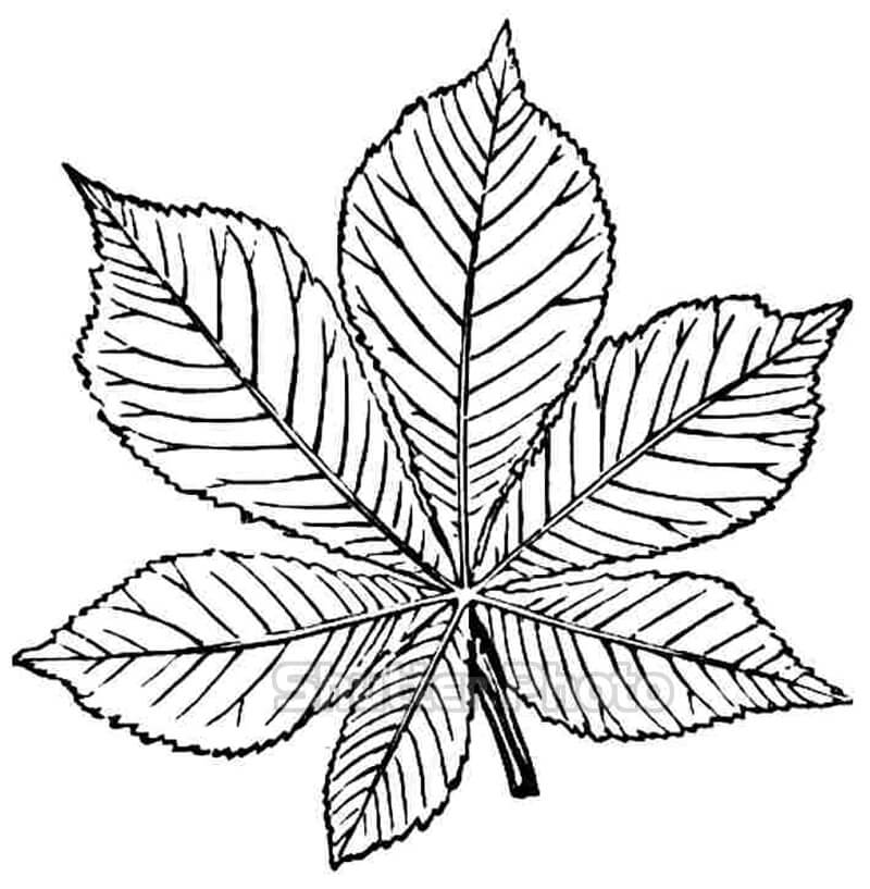 Tổng hợp với hơn 51 về tô màu chiếc lá hay nhất  trieuson5