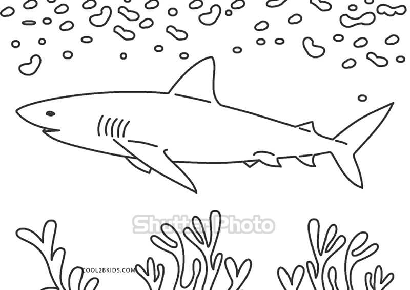 Tranh Tô Màu Con Cá Mập  Hinhanhdeppro  Tranh Tô Màu Co  Flickr