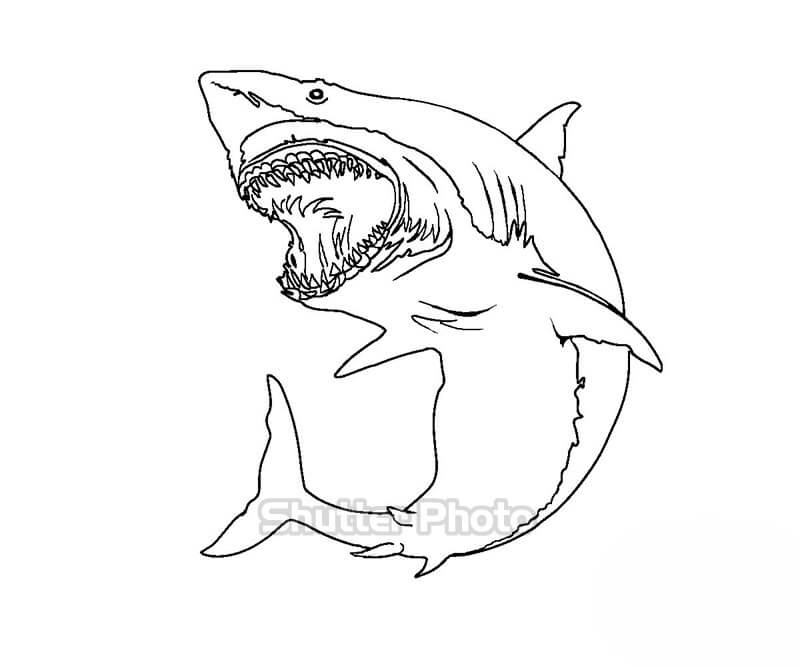 Cách vẽ cá mập White rộng lớn đặc biệt dễ dàng  How vĩ đại draw a Great white shark  art  huongdan  YouTube