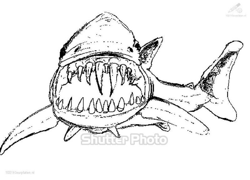 Tổng hợp hơn 62 về cá mập tô màu mới nhất  trieuson5