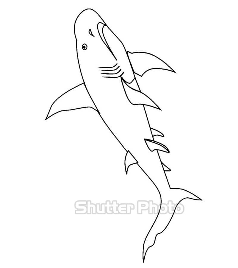 48 Tranh tô màu cá mập đẹp nhất cho bé tập tô