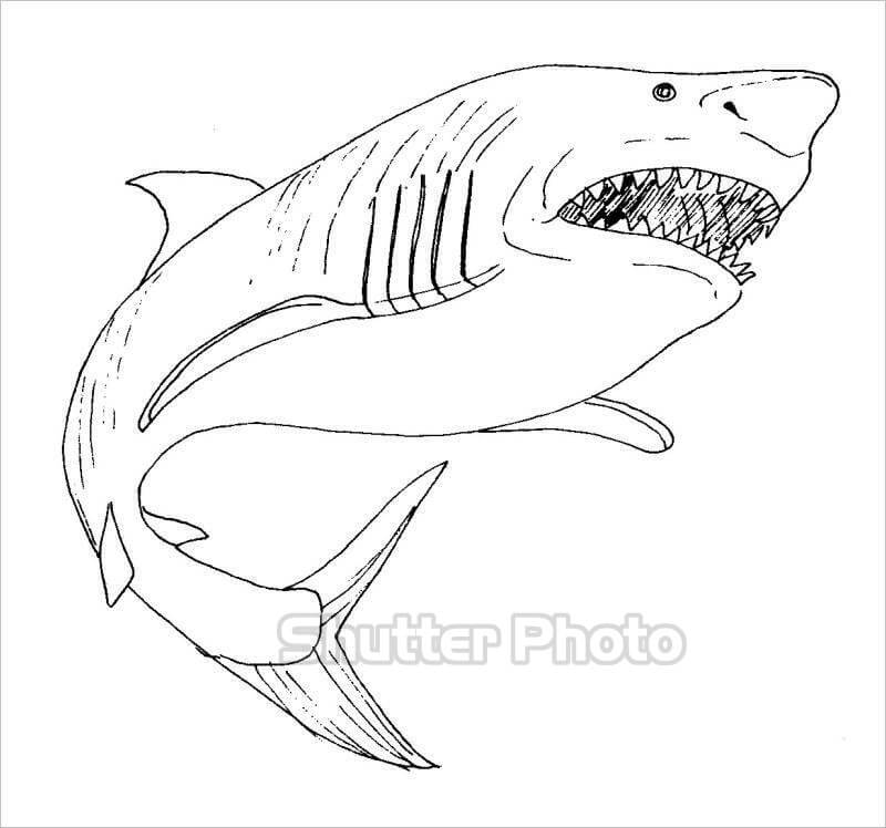 Hướng Dẫn Cách Vẽ Con Cá Mập Megalodon Độc Đáo Và Dễ Thương