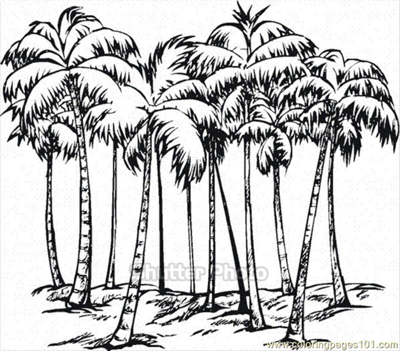 Tổng hợp các bức tranh tô màu cây dừa cho bé | Tree drawings pencil, Tree  drawing simple, Tree drawing