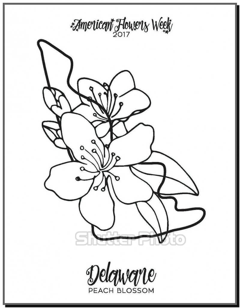 Những bức tranh tô màu hoa mai đẹp rực rỡ dành tặng bé yêu Update 11/2023