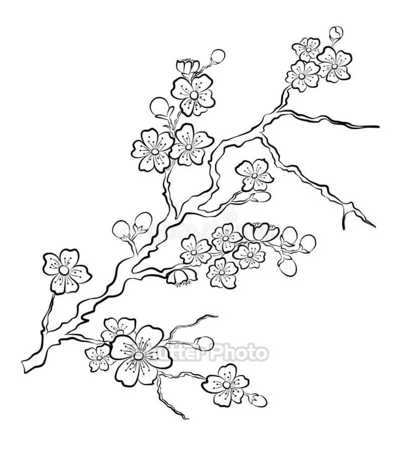 Cách vẽ hoa mai đơn giản bằng bút chì  Vẽ hoa mai ngày tết  Vẽ hoa mai  đẹp trong tiết xuân  YouTube